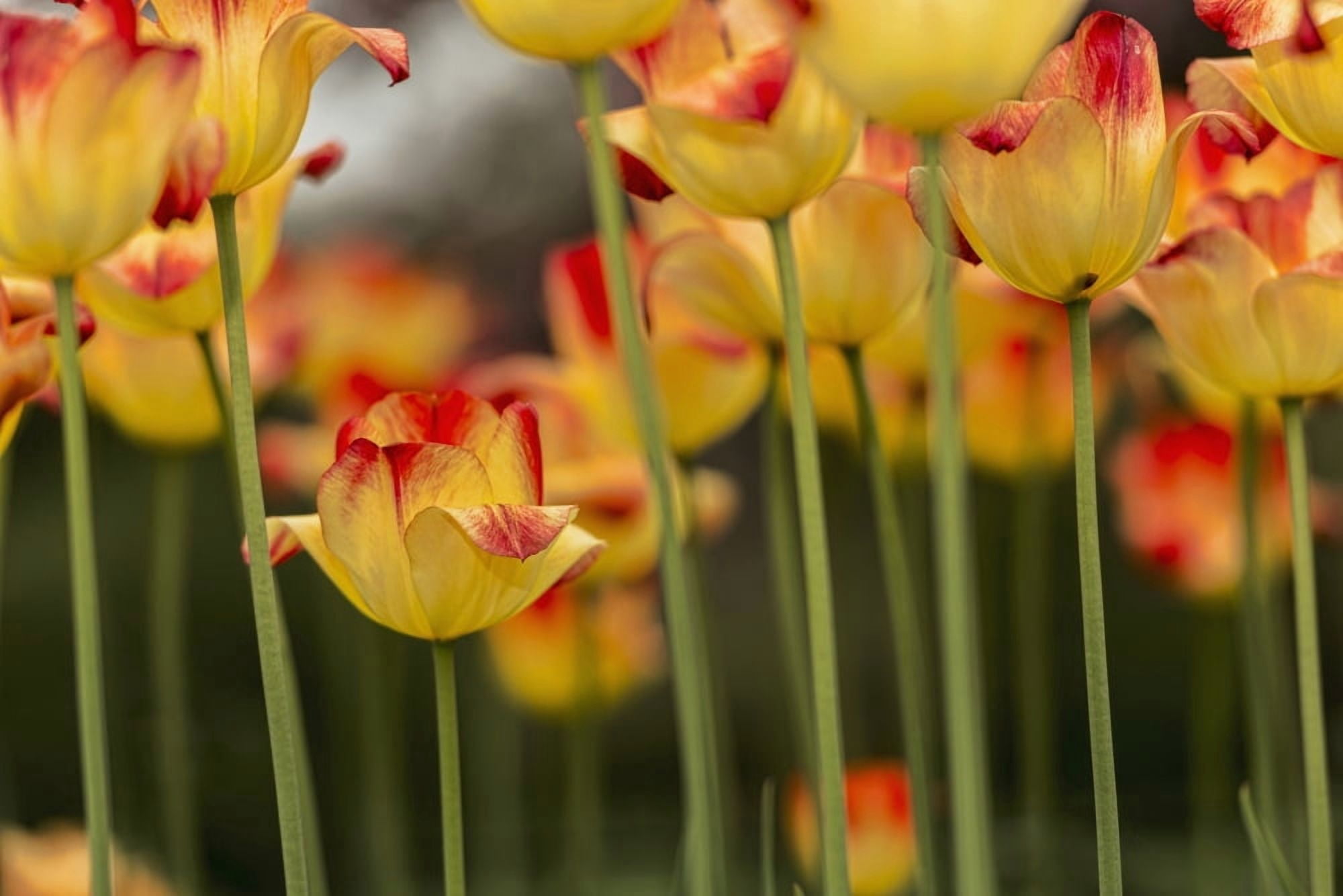 Triumph tulip Suncatcher (tulipa) Brooklyn Botanic Garden Brooklyn New York United States of America Canvas Art - F M Kearney Design Pics (38 x 24)