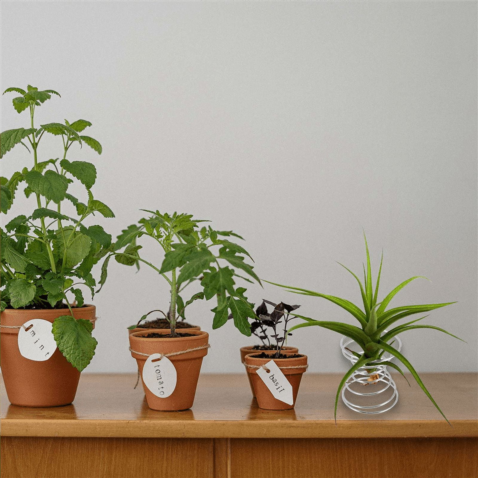 Trjgtas 6 Pieces Air Plant Stand Airplant Container Tillandsia Holder Stainless Steel Plant