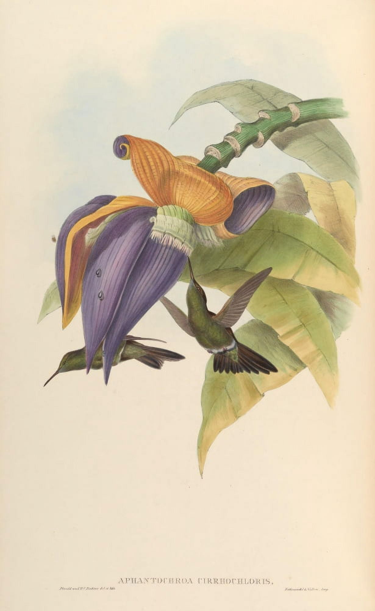 Trochilidae 1861 Aphantochroa Cirrhochloris Canvas Art - John Gould (18 x 24)