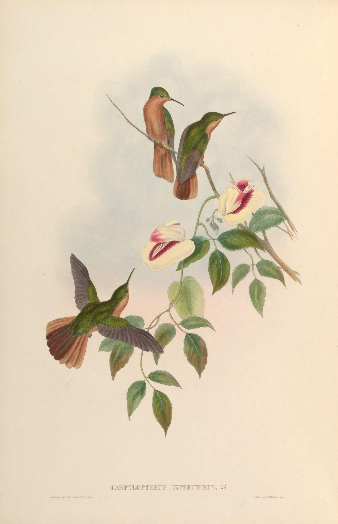 Trochilidae 1861 Campylopterus Hyperythrus Canvas Art - John Gould (18 x 24)
