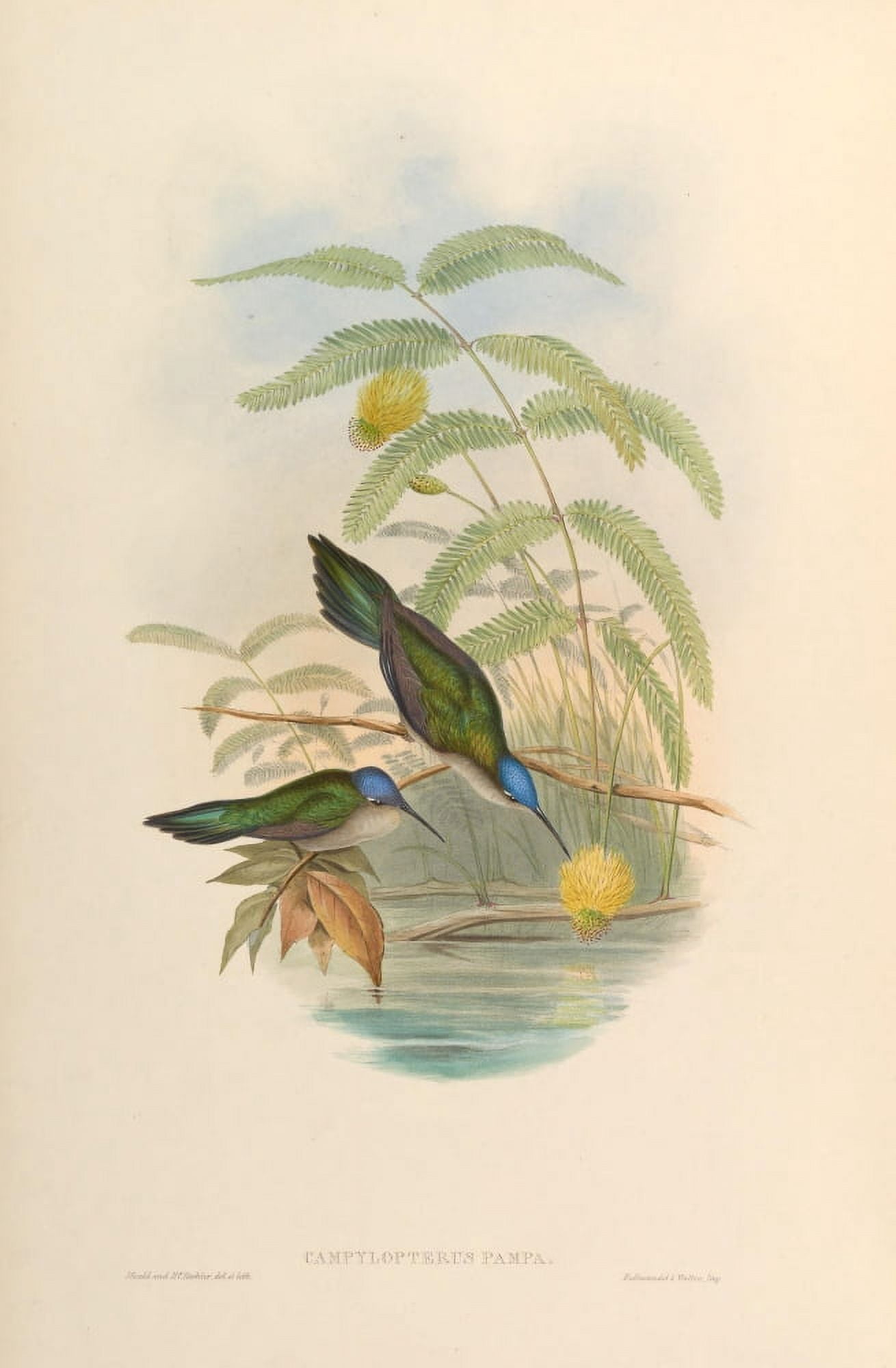 Trochilidae 1861 Campylopterus Pampa Canvas Art - John Gould (18 x 24)