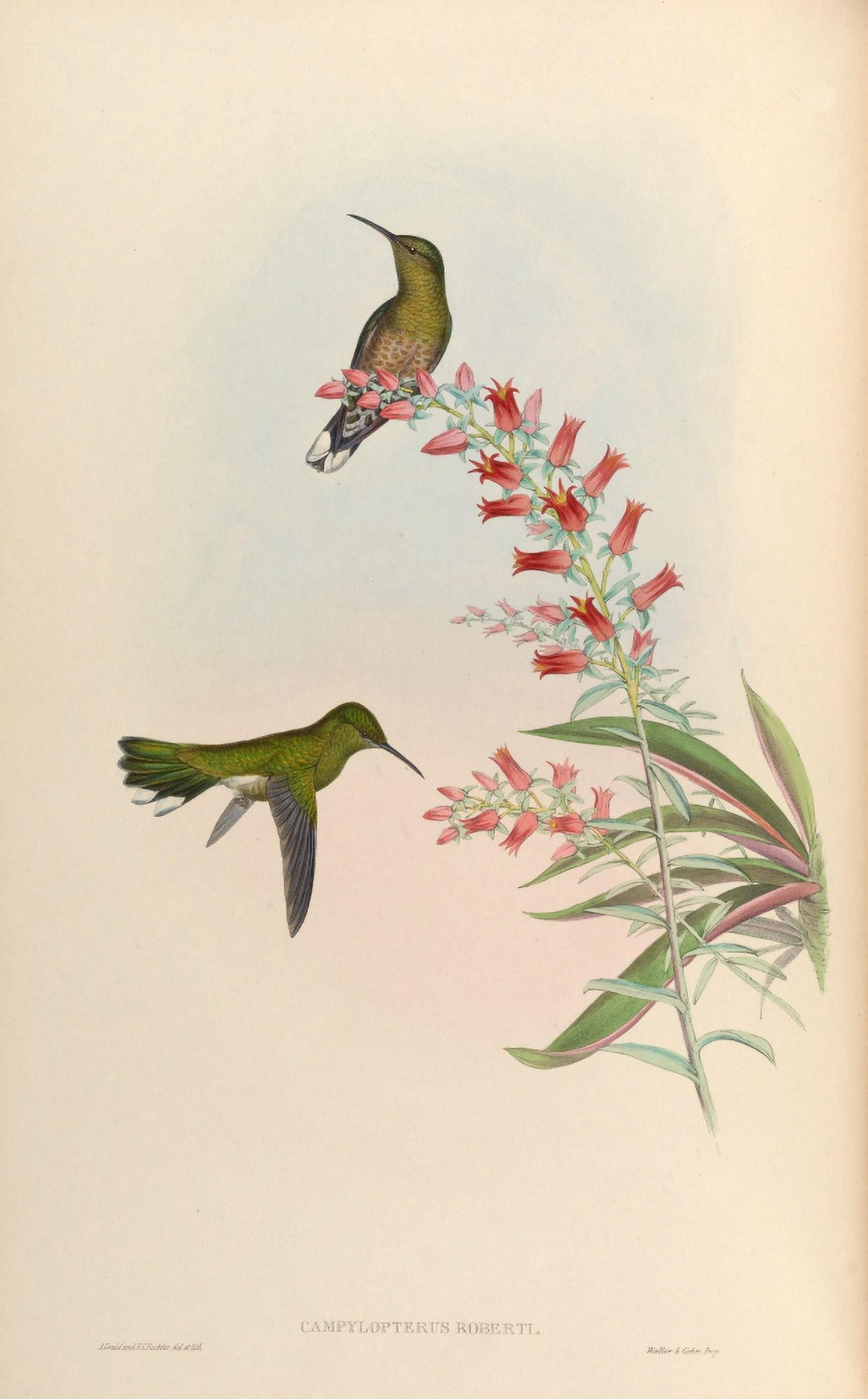 Trochilidae 1861 Campylopterus Roberti Canvas Art - John Gould (18 x 24)