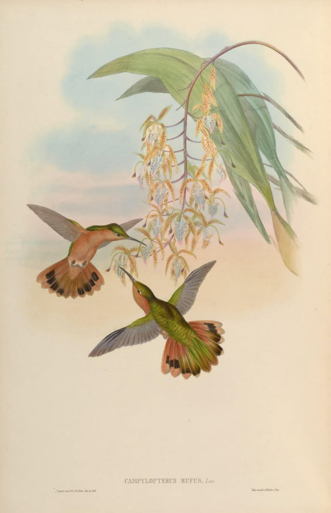 Trochilidae 1861 Campylopterus Rufus Canvas Art - John Gould (18 x 24)