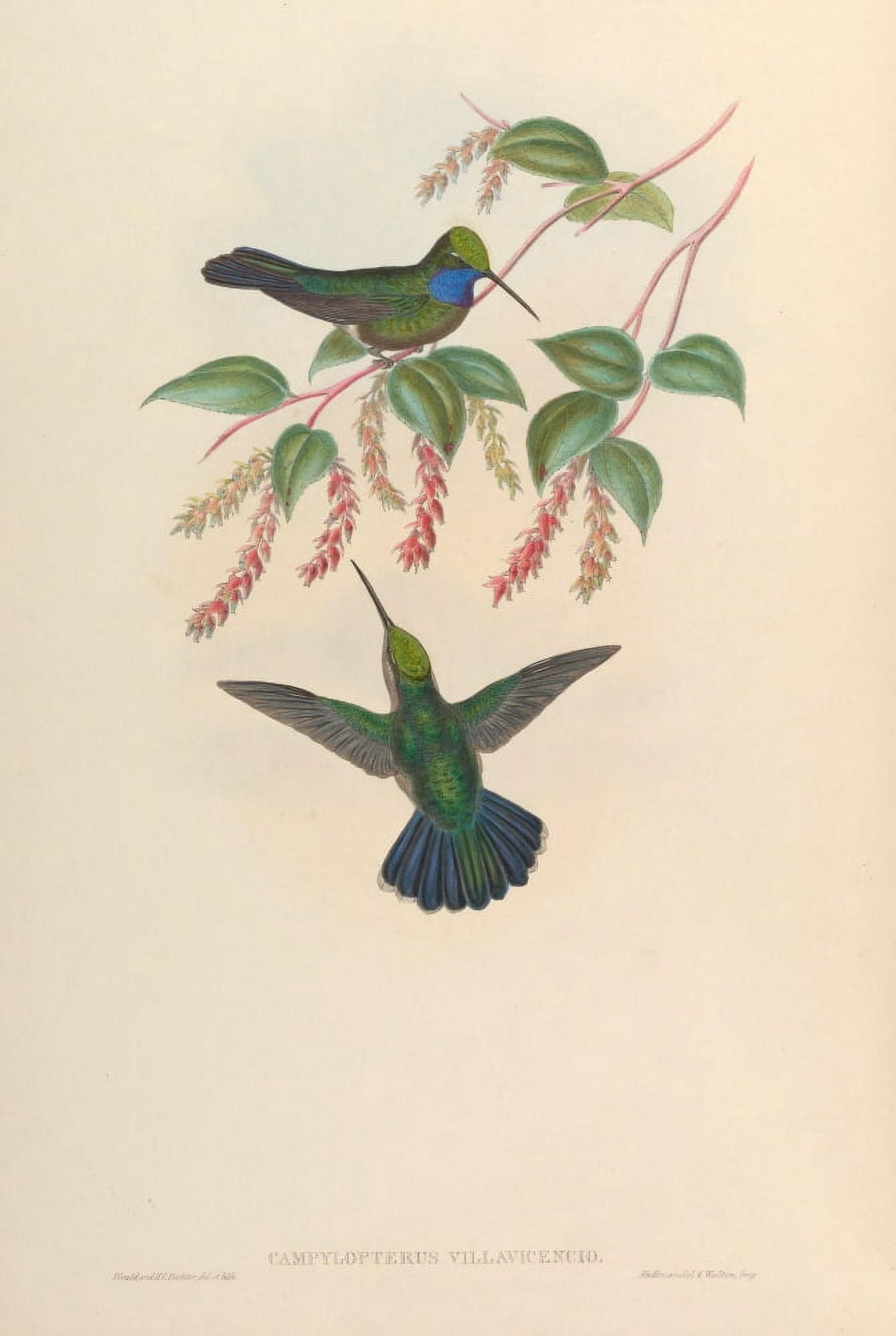 Trochilidae 1861 Campylopterus Villavicencio Canvas Art - John Gould (18 x 24)
