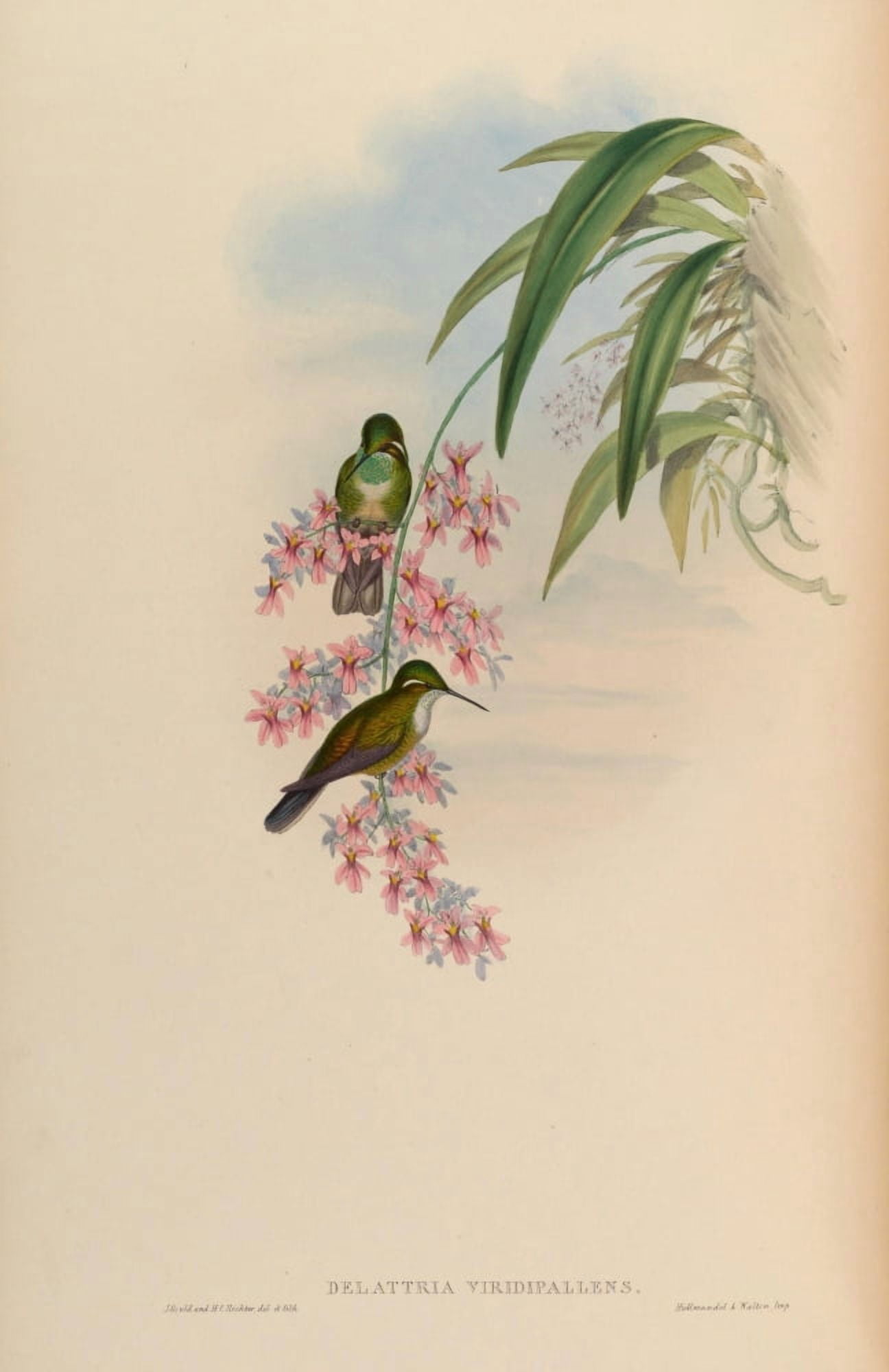 Trochilidae 1861 Delattria Viridipallens Canvas Art - John Gould (18 x 24)