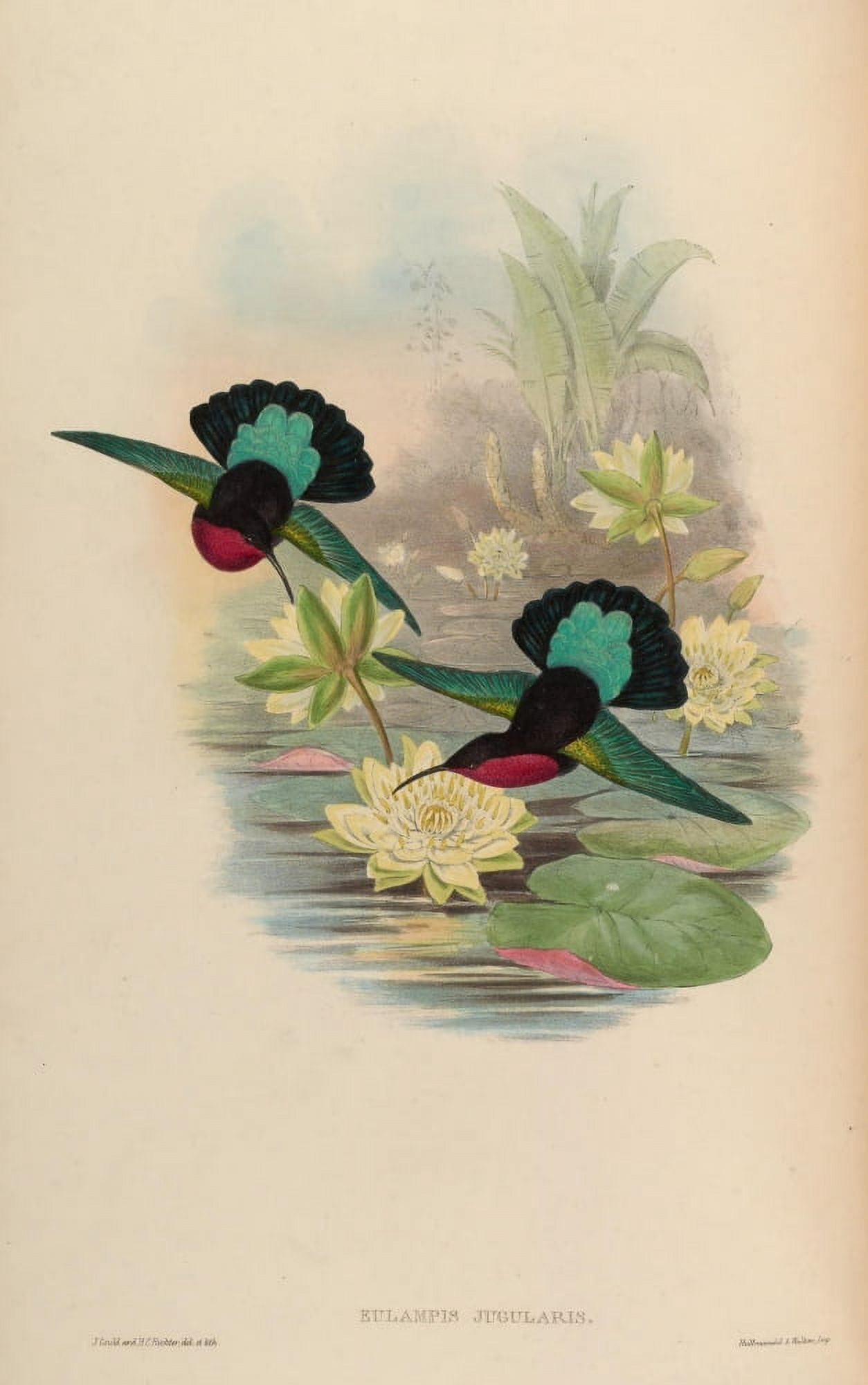 Trochilidae 1861 Eulampis Jugularis Canvas Art - John Gould (18 x 24)