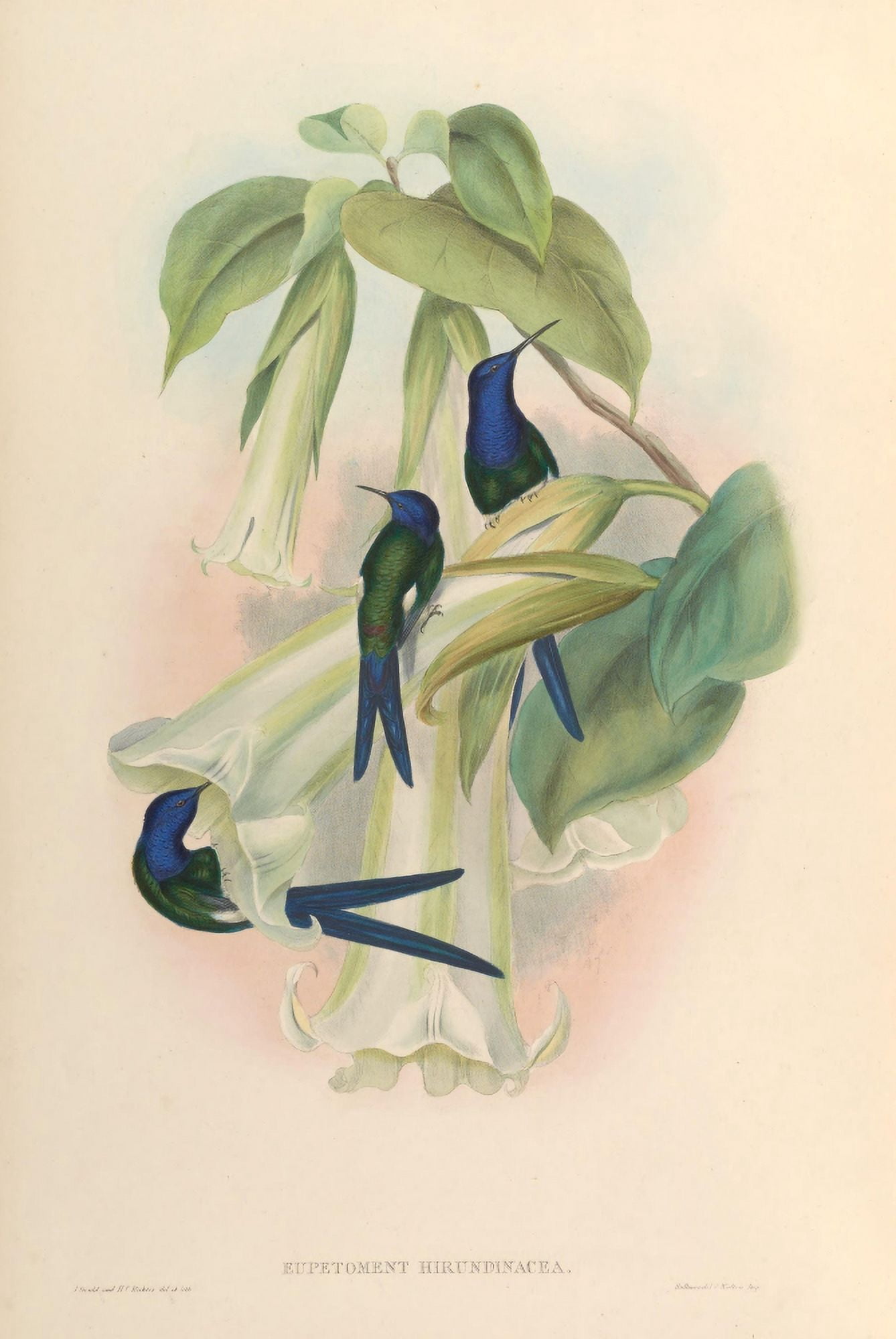 Trochilidae 1861 Eupetoment Hirundinacea Canvas Art - John Gould (18 x 24)