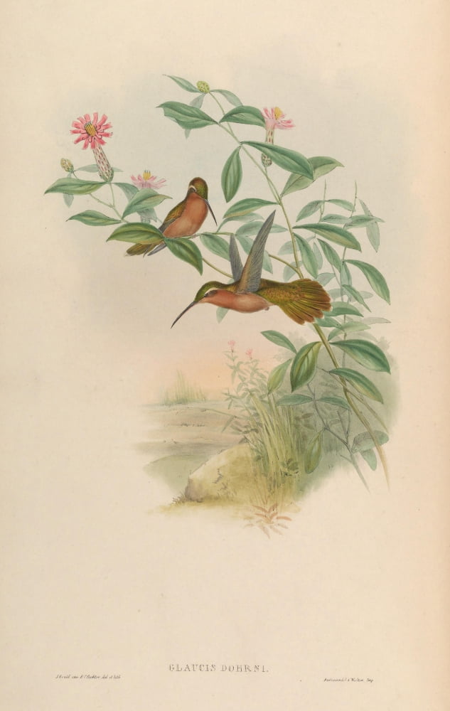 Trochilidae 1861 Glaucis Dohrni Canvas Art - John Gould (18 x 24)