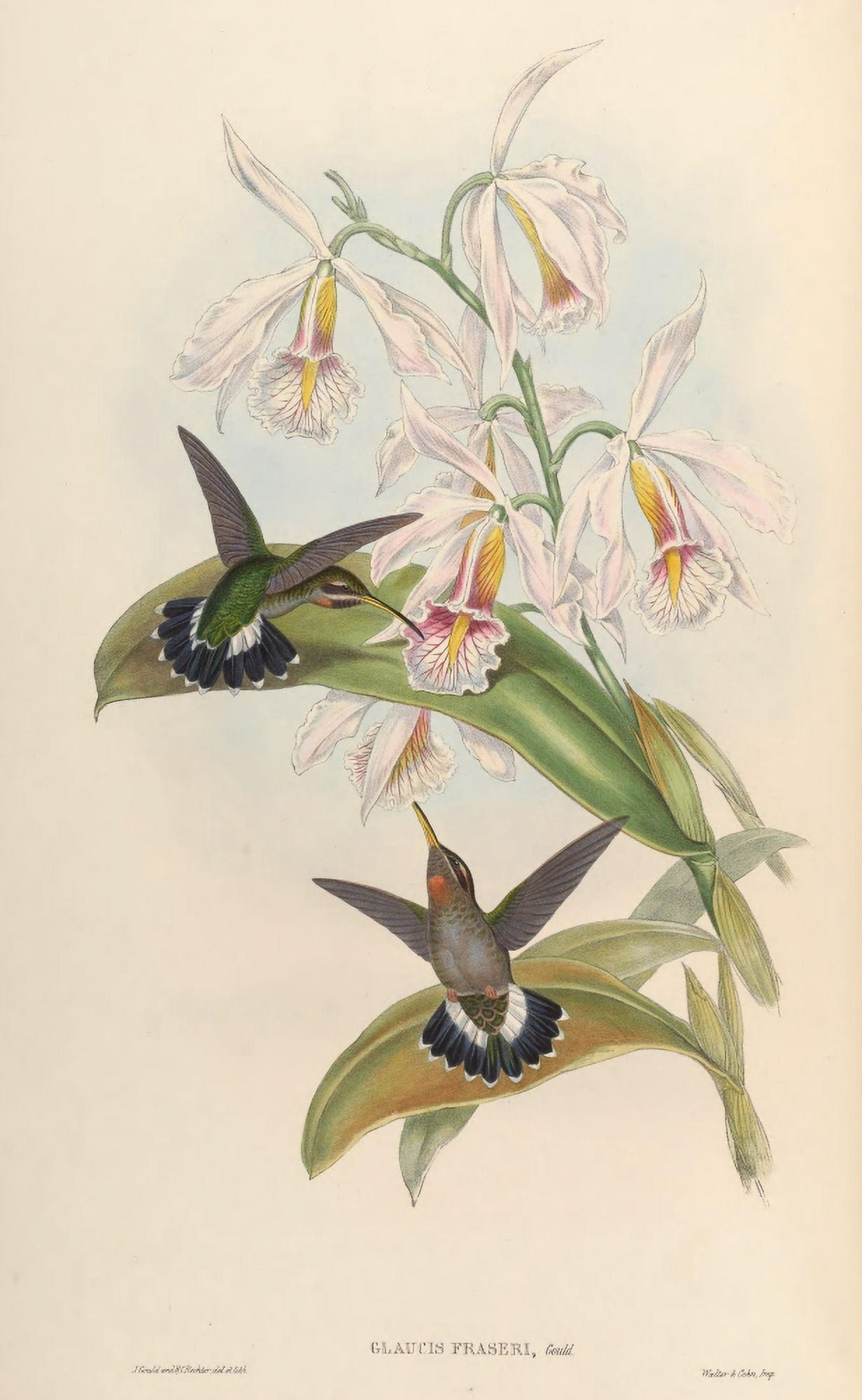 Trochilidae 1861 Glaucis Fraseri Canvas Art - John Gould (18 x 24)