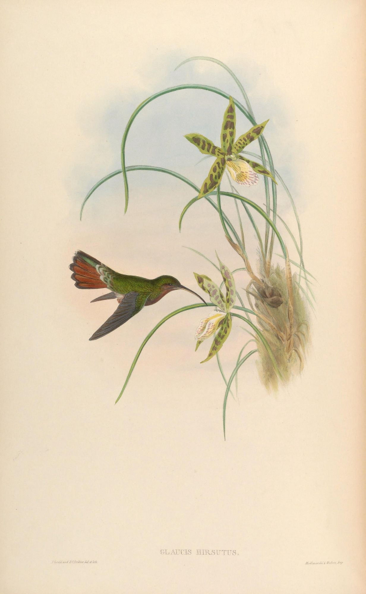 Trochilidae 1861 Glaucis Hirsutus Canvas Art - John Gould (18 x 24)