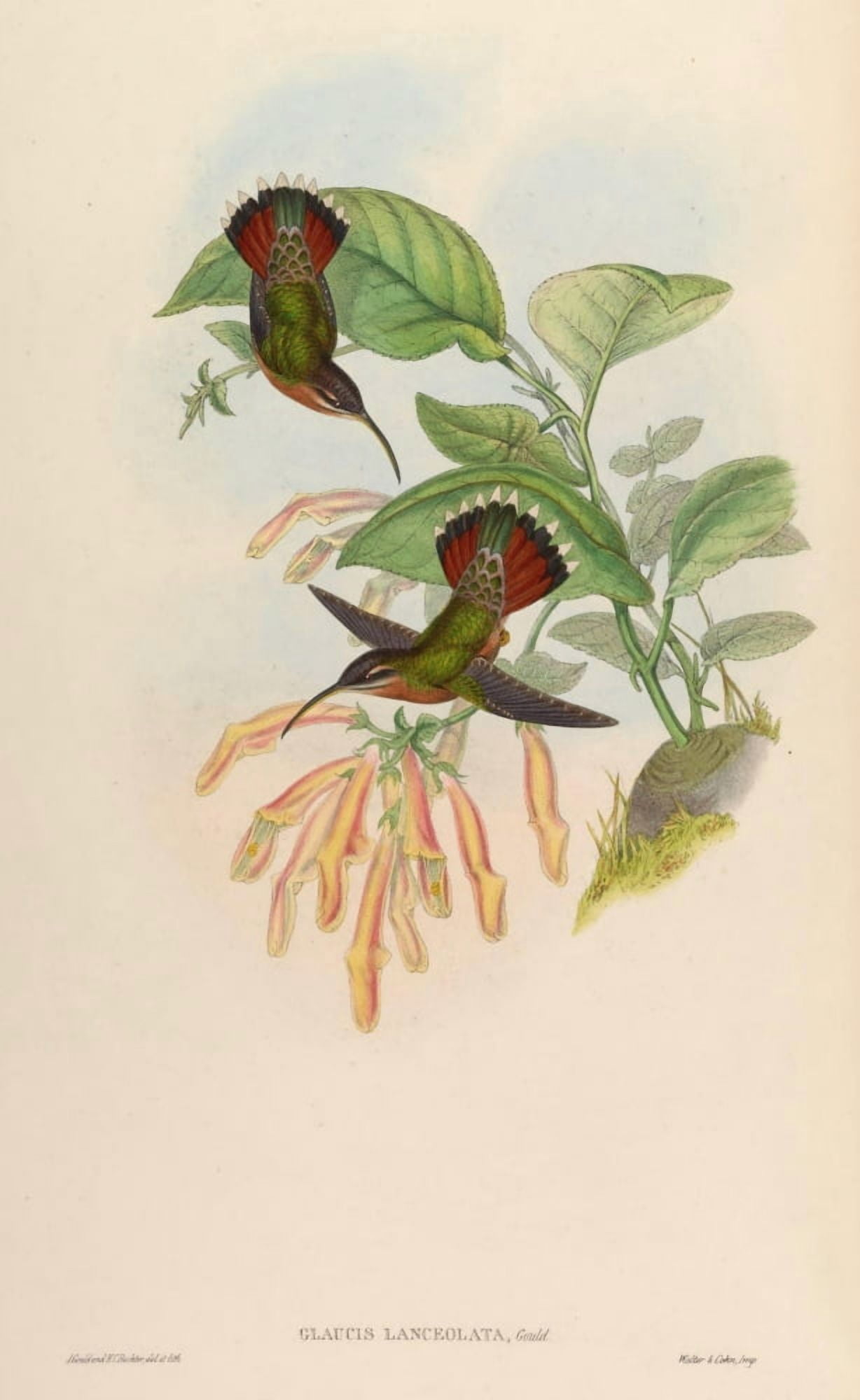 Trochilidae 1861 Glaucis Lanceolata Canvas Art - John Gould (18 x 24)