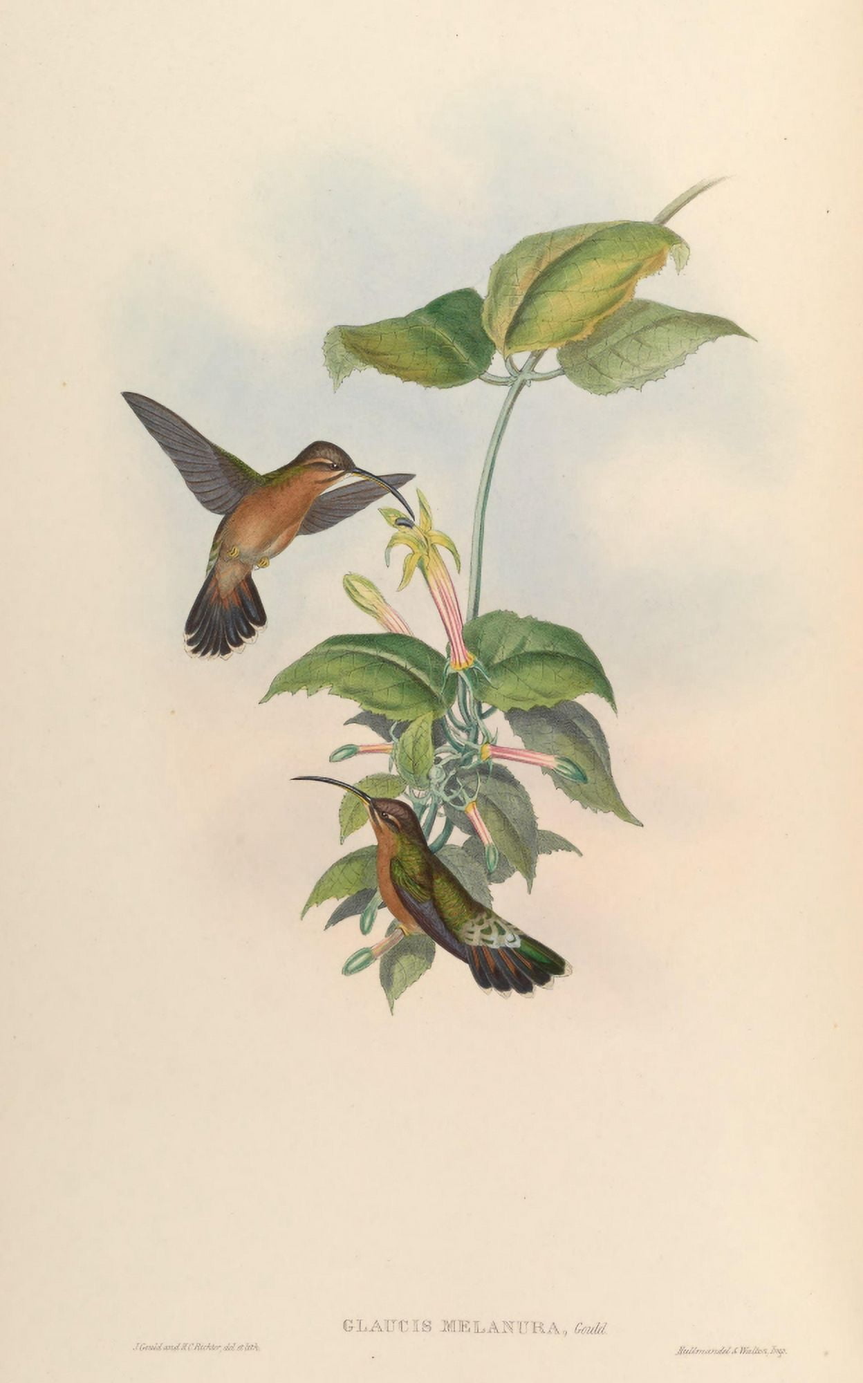 Trochilidae 1861 Glaucis Melanura Canvas Art - John Gould (18 x 24)