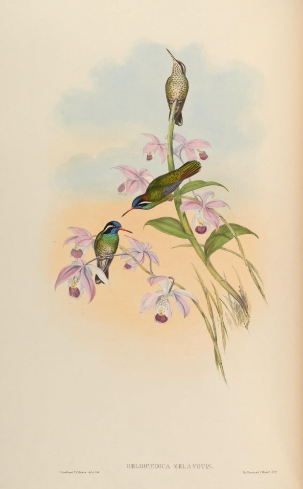 Trochilidae 1861 Heliopaedica Melanotis Canvas Art - John Gould (18 x 24)