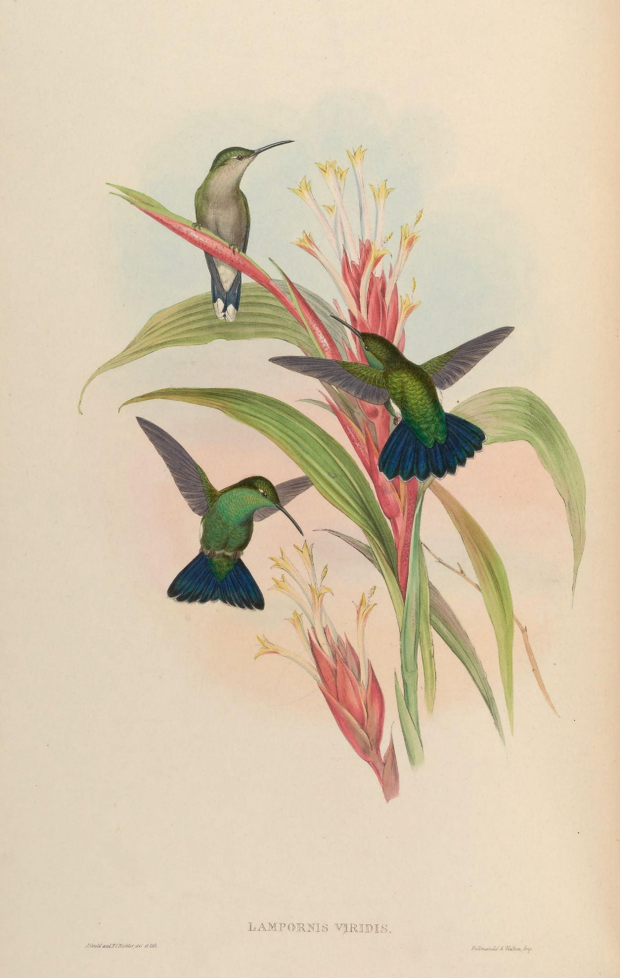 Trochilidae 1861 Lampornis Viridis Canvas Art - John Gould (18 x 24)