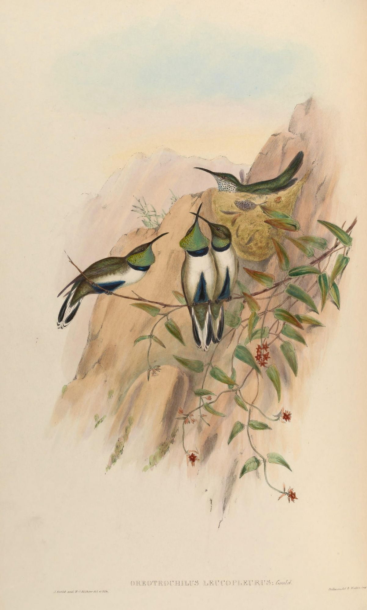 Trochilidae 1861 Oreotrochilus Leucopleurus Canvas Art - John Gould (18 x 24)