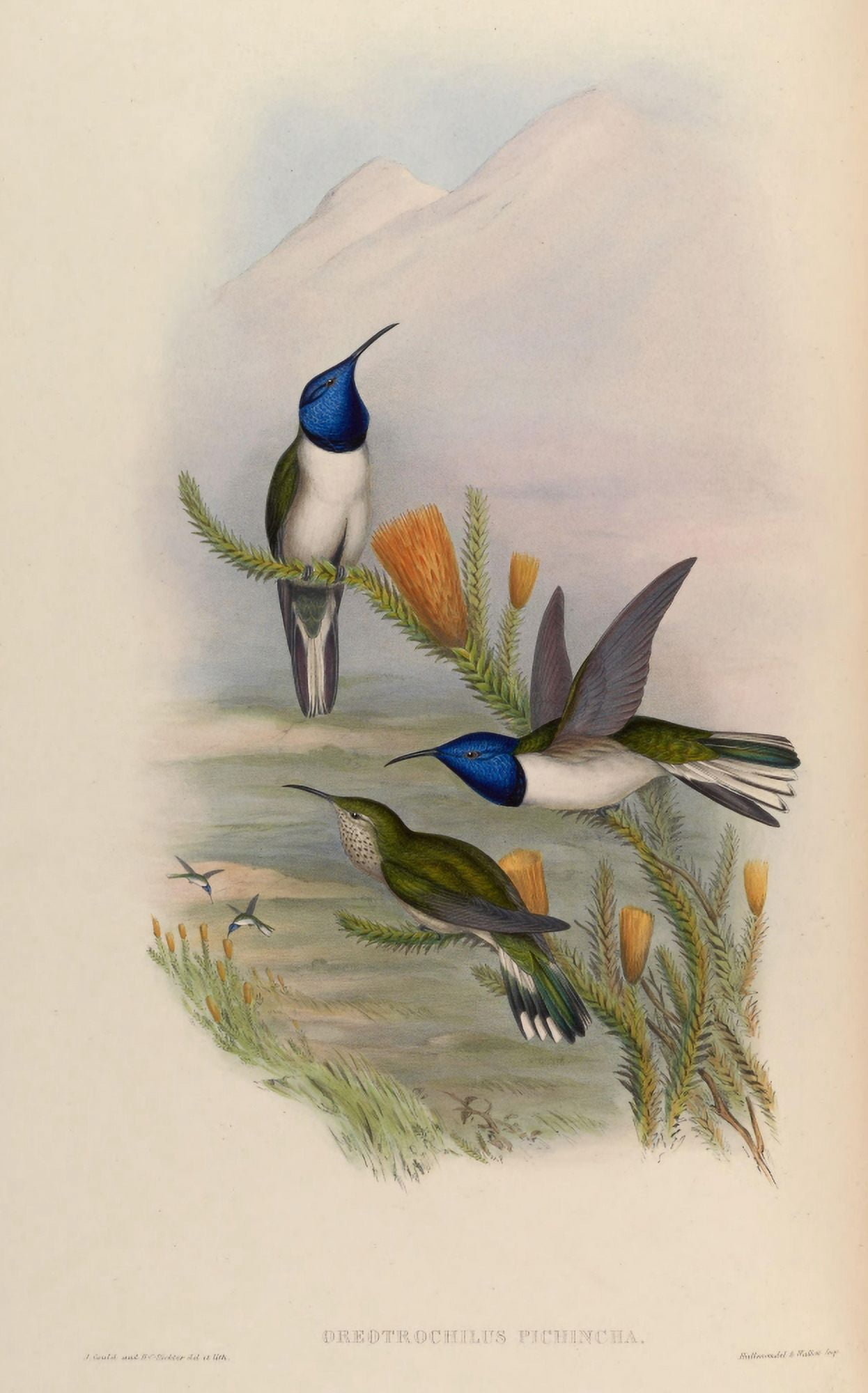 Trochilidae 1861 Oreotrochilus Pichincha Canvas Art - John Gould (18 x 24)