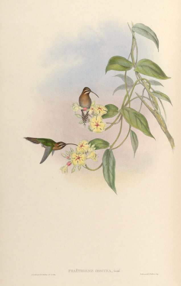Trochilidae 1861 Phaethornis Obscura Canvas Art - John Gould (18 x 24)