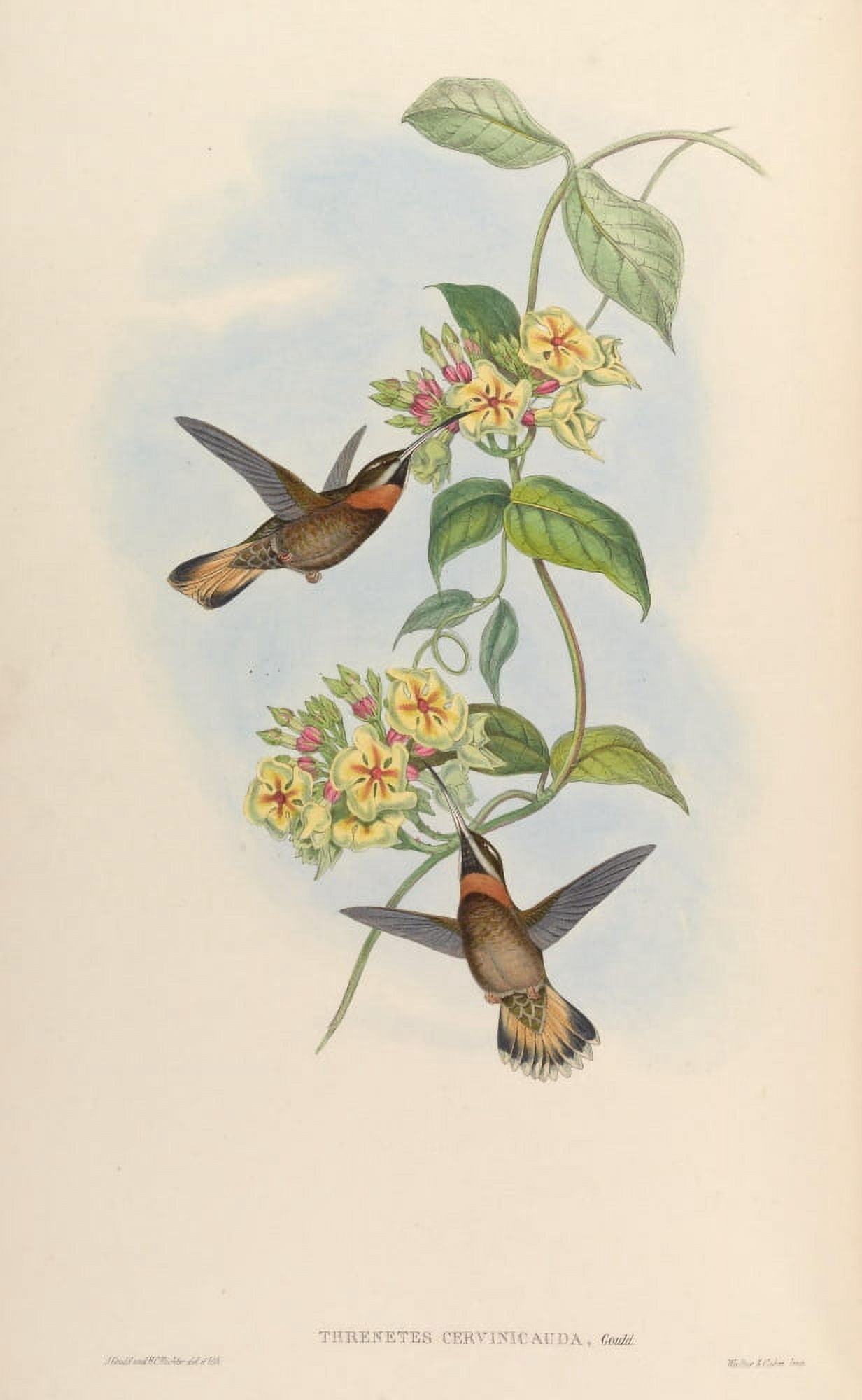 Trochilidae 1861 Threnetes Cervinicauda Canvas Art - John Gould (18 x 24)