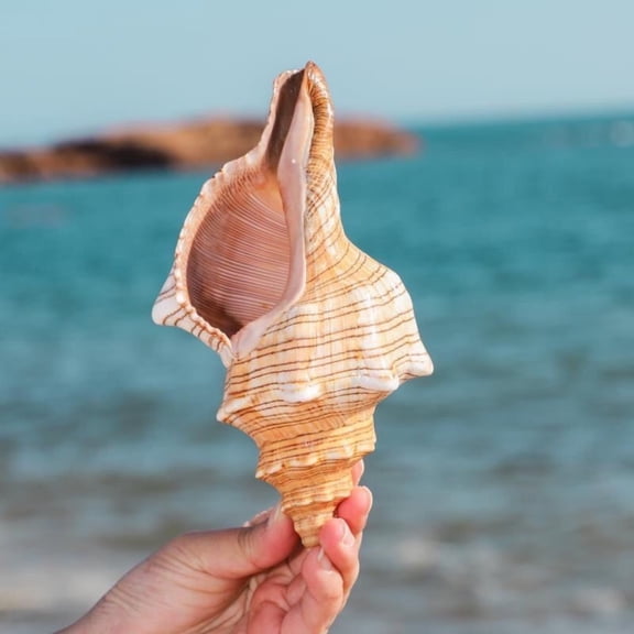 Trochus Shell 10cm Natural Sea Shell Aquarium Decoration Coastal Style Photography Prop Marine Specimen One Piece Display