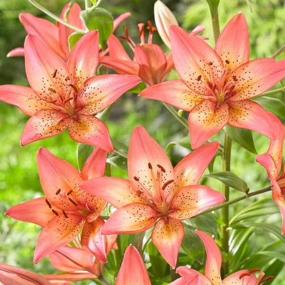 Trogon Asiatic Lily Flower Bulbs - 3 Lilies Per Pack - Attracts Butterflies and Hummingbirds - Good as Cut Flowers - Perennializing