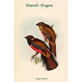 thumbnail image 1 of Trogon Diardii - Diard's Trogon-Fine Art Canvas Print (20" x 30"), 1 of 1