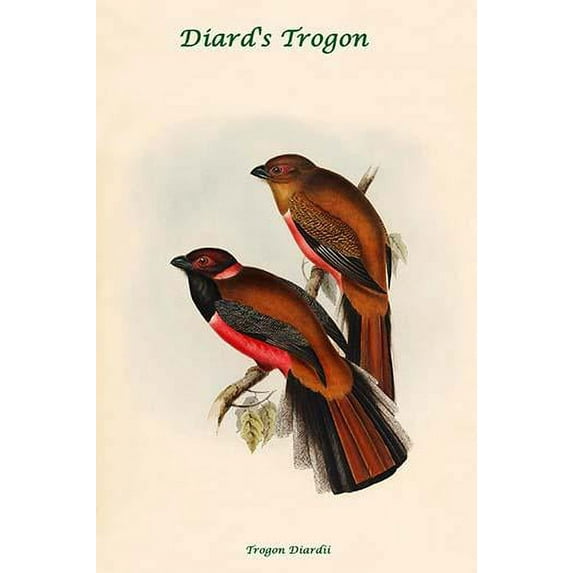 Trogon Diardii - Diard's Trogon-Fine Art Canvas Print (20" x 30")