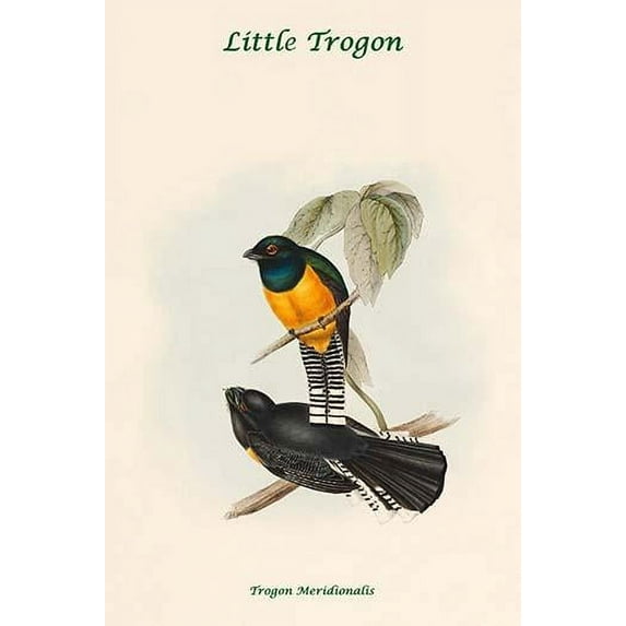 Trogon Meridionalis - Little Trogon Poster Print by John Gould (18 x 24)