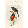 thumbnail image 1 of Trogon Surucura -Surucura Trogon Poster Print by John  Gould (18 x 24), 1 of 1