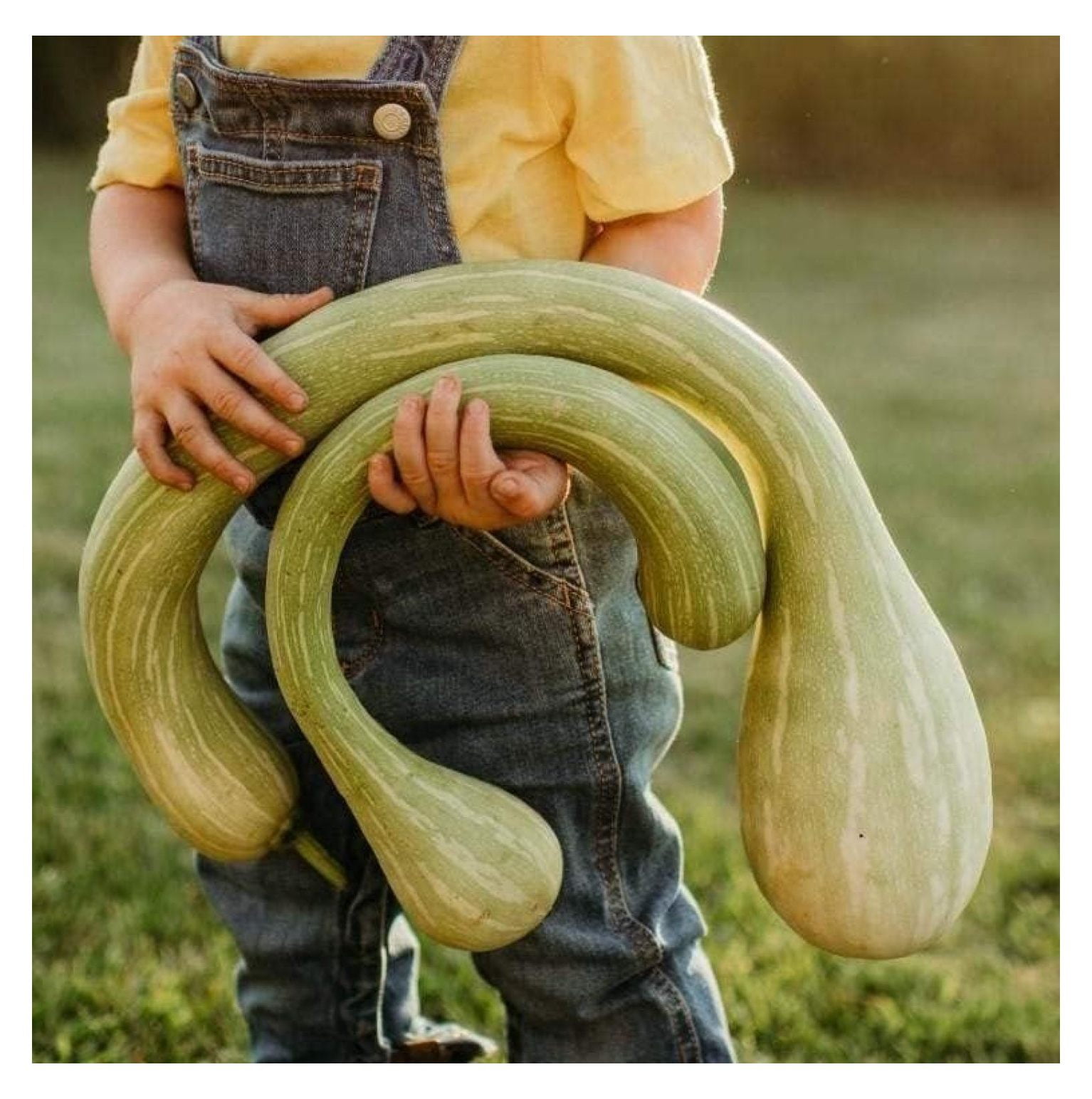 Tromboncino Rampicante Climbing Summer Squash 25 Seeds Rare Vining
