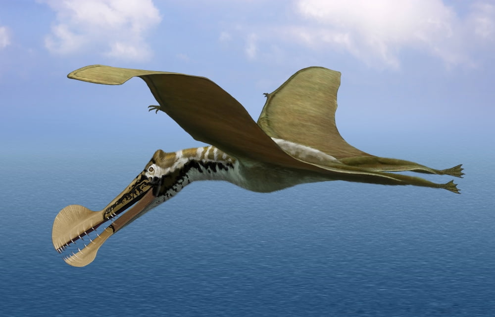 Tropeognathus mesembrinus a large pterosaur from the Late Cretaceous Period Canvas Art - Sergey KrasovskiyStocktrek Images (18 x 12)