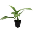 thumbnail image 1 of Tropic Snow Dieffenbachia Plant  - 3.5" Pot, 1 of 2