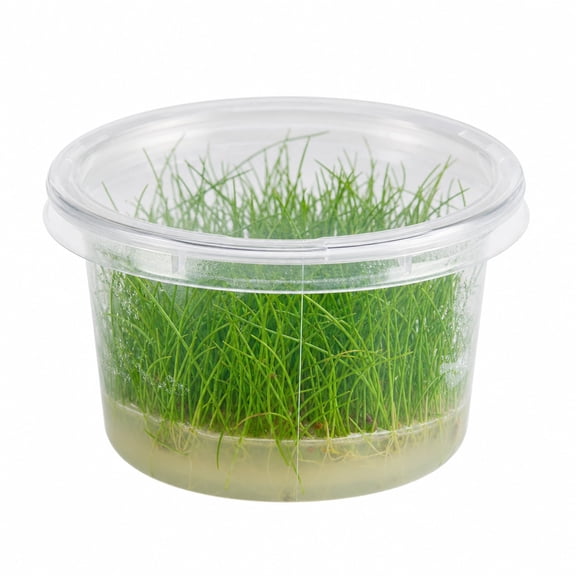 Tropica Eleocharis Acicularis 'Mini' Dwarf Hair Grass Live Aquarium Plants