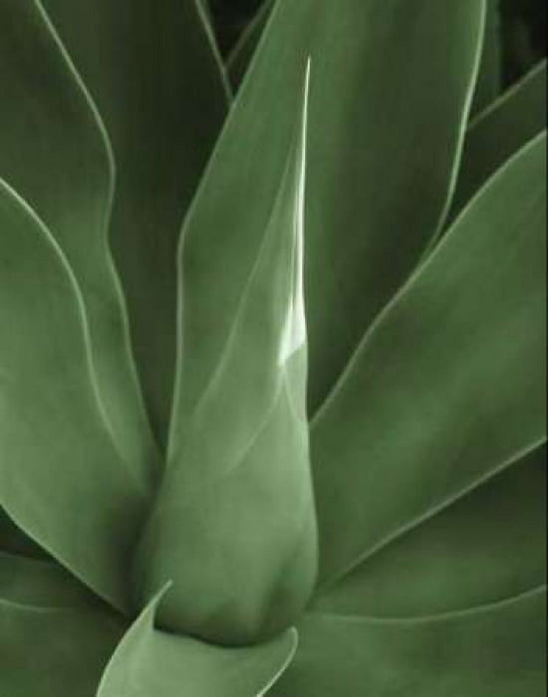 Tropica III Canvas Art - JeffBoyce MaiharaWatt (22 x 28)