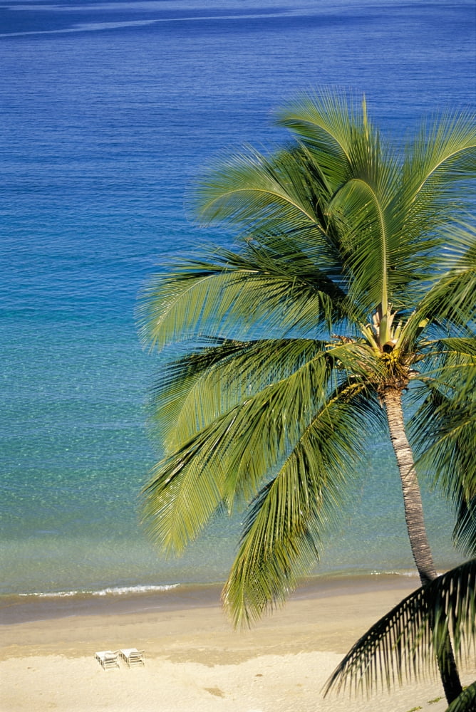 Tropical Beach With Palm Foreground Beach Chair Distance Canvas Art - Dana Edmunds Design Pics (24 x 38)