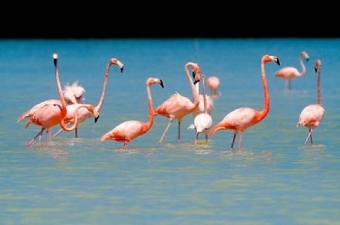 Tropical Bird Flamingos Barahona Dominican Republic Canvas Art - Greg Johnston DanitaDelimont (36 x 24)