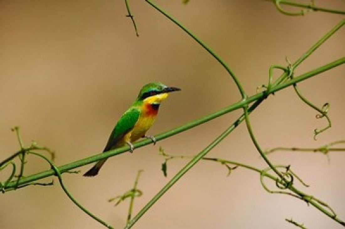 Tropical Bird Little Bee Eater Masai Mara GR Kenya Canvas Art - Adam Jones DanitaDelimont (24 x 15)