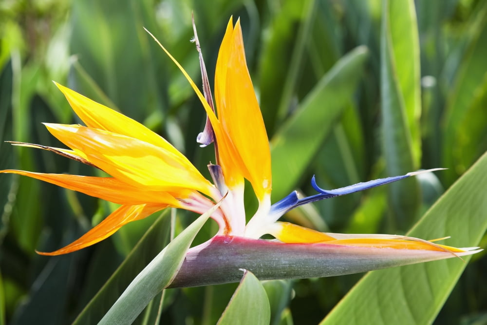 Tropical Bird of Paradise flower in full bloom Oahu Hawaii United States of America Canvas Art - Brandon Tabiolo Design Pics (38 x 24)