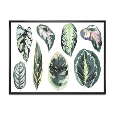 Tropical Calathea Leaves On White 20 in x 12 in Framed Painting Canvas Art Print, by Designart