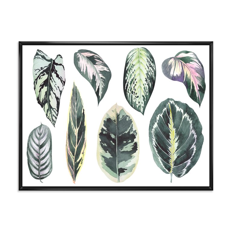 calathea makoyana wikipedia Calathea Makoyana | Peacock Plant main image 0