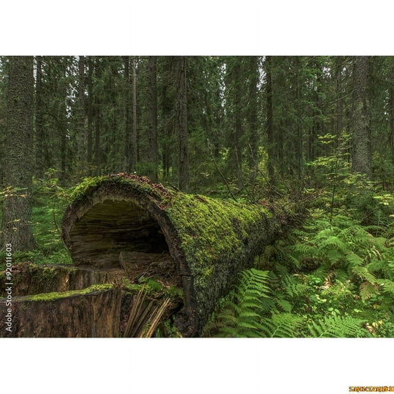 Tropical Coniferous Forest Moss Covered Fall Trees Photography Backdrops Prop Sunlight Nature Landscape Theme Background ZL-10