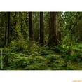 thumbnail image 1 of Tropical Coniferous Forest Moss Covered Fall Trees Photography Backdrops Prop Sunlight Nature Landscape Theme Background ZL-10, 1 of 5