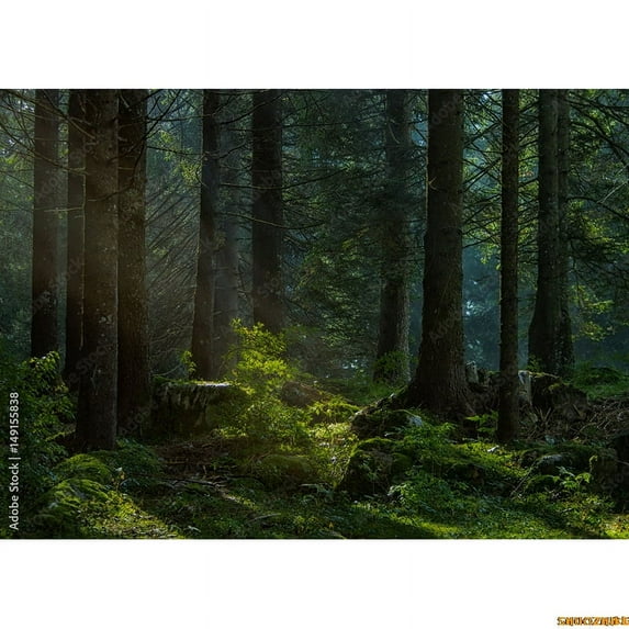 Tropical Coniferous Forest Moss Covered Fall Trees Photography Backdrops Prop Sunlight Nature Landscape Theme Background ZL-10