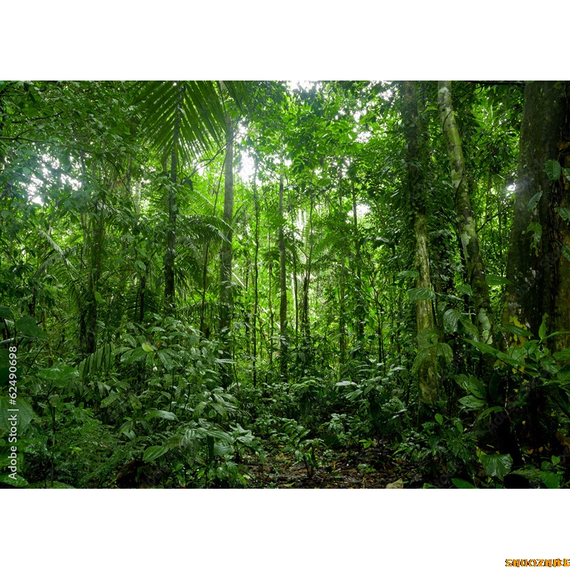 Tropical Coniferous Forest Moss Covered Fall Trees Photography ...