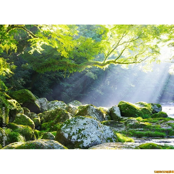 Tropical Coniferous Forest Moss Covered Fall Trees Photography Backdrops Prop Sunlight Nature Landscape Theme Background ZL-10