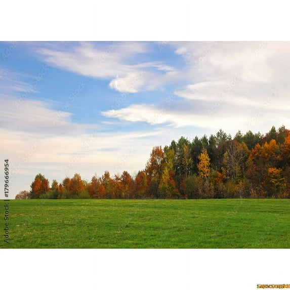 Tropical Coniferous Forest Moss Covered Fall Trees Photography Backdrops Prop Sunlight Nature Landscape Theme Background ZL-10