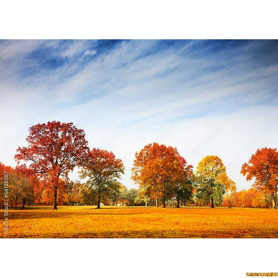 Tropical Coniferous Forest Moss Covered Fall Trees Photography ...