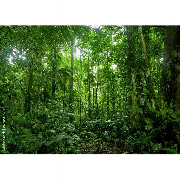 Tropical Coniferous Forest Moss Covered Fallen Trees Photography Backdrops Prop Sunlight Nature Landscape Theme Background ZL-10