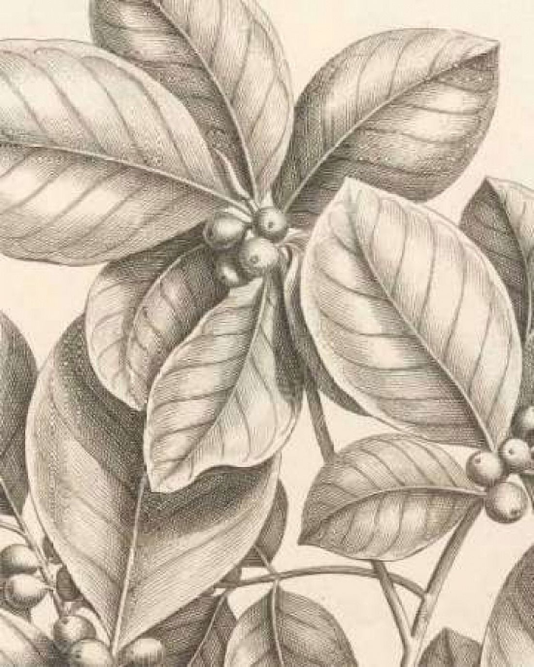Tropical Connection I Canvas Art - Louis Van Houtte (24 x 30)