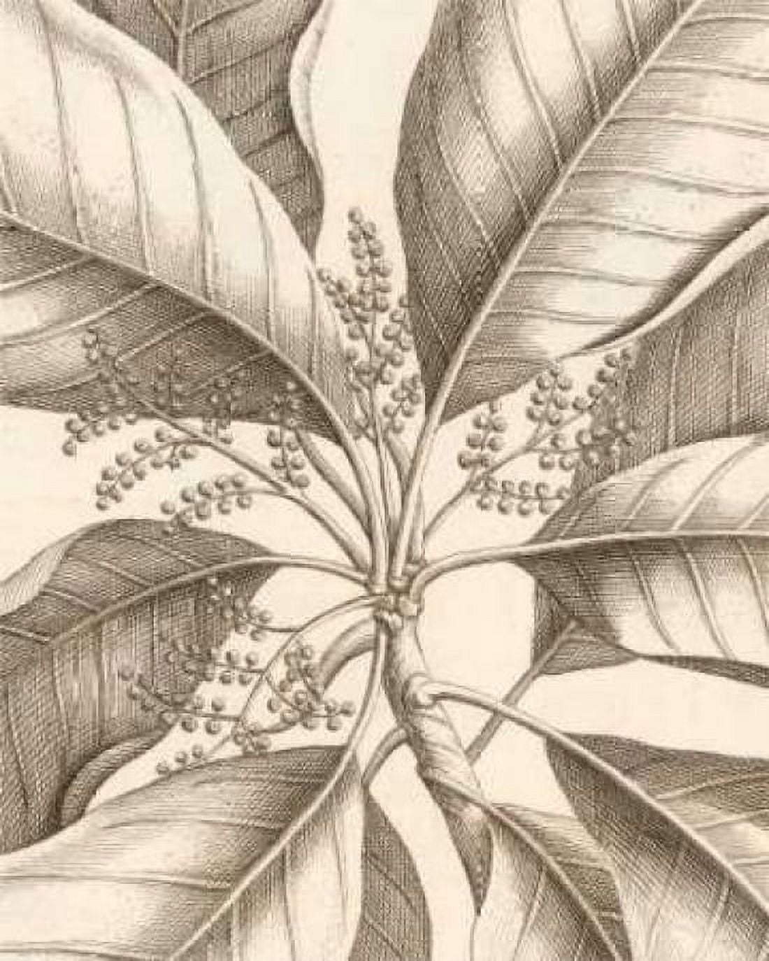 Tropical Connection II Canvas Art - Louis Van Houtte (24 x 30)