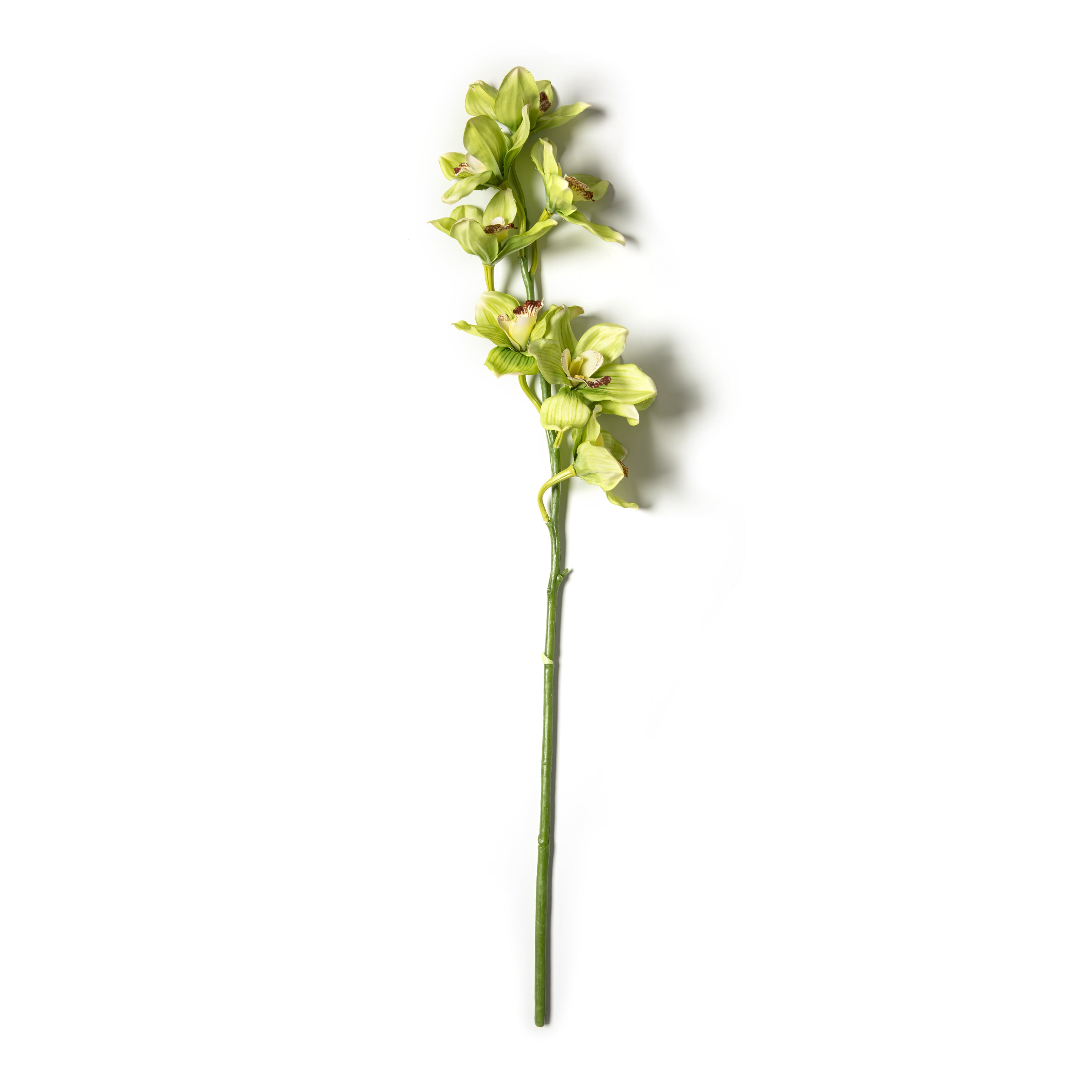 Pale Green Cymbidium Orchid Flower Arrangement Stem